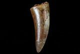 Bargain, Juvenile Carcharodontosaurus Tooth #80685-1